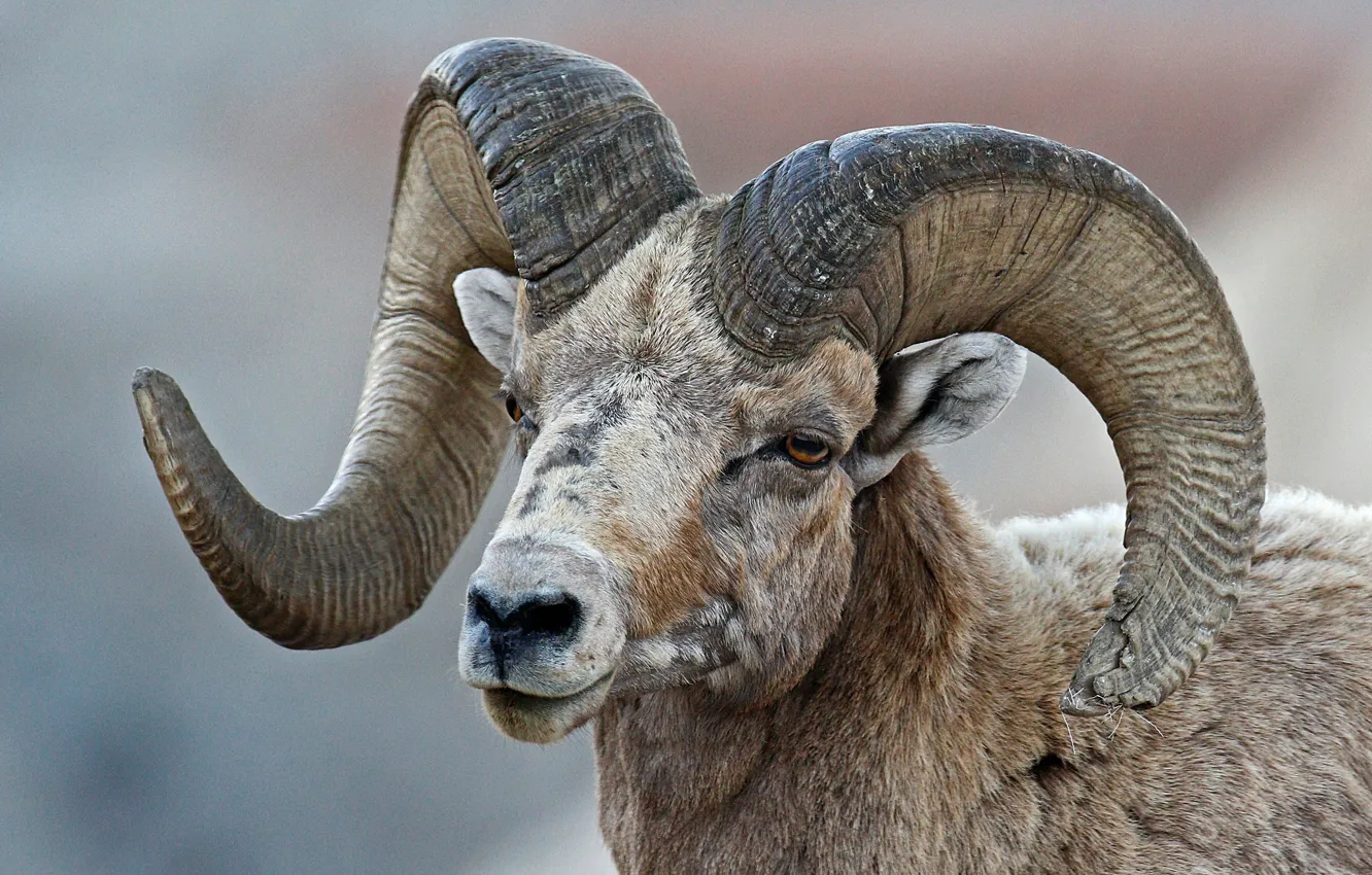 Photo wallpaper horns, RAM, bighorn sheep