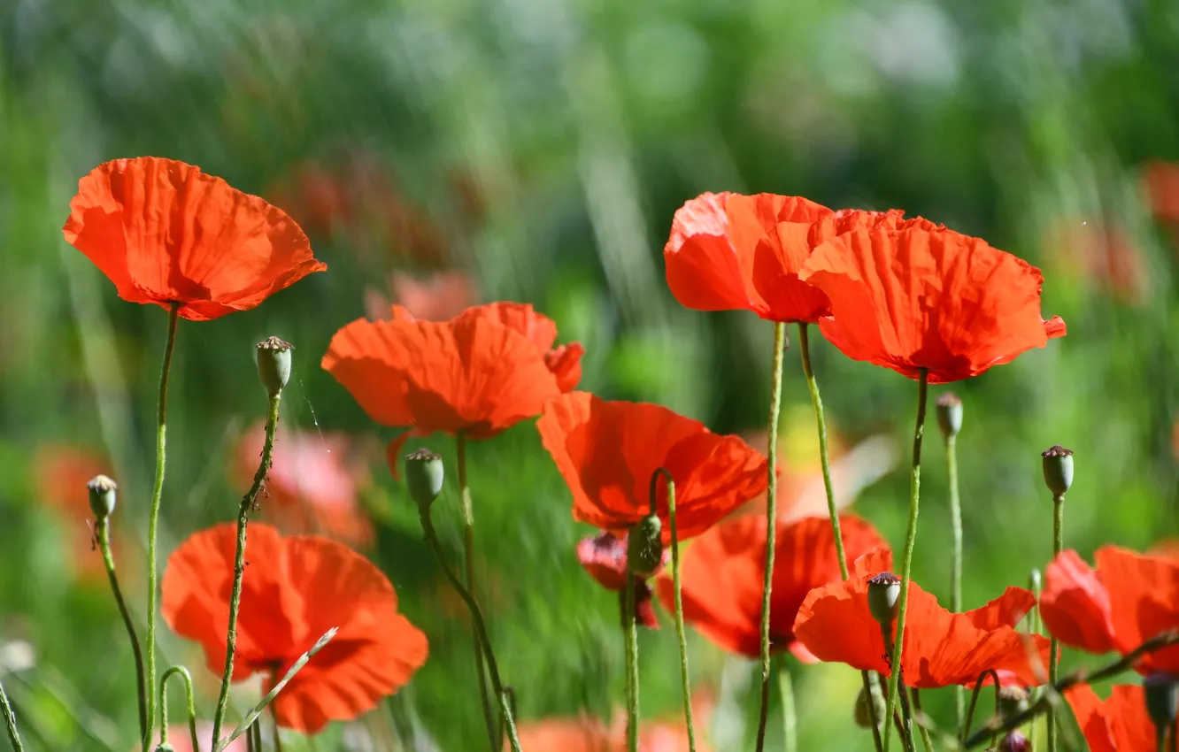 Photo wallpaper summer, light, flowers, red, bright, Maki, green background, bokeh