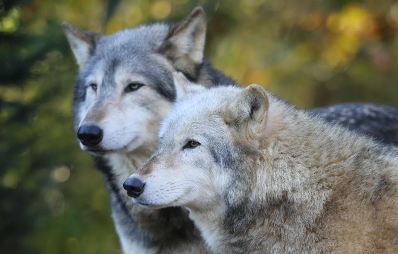 Photo wallpaper Timber Wolf, Colchester Zoo, grey wolves, two wolves