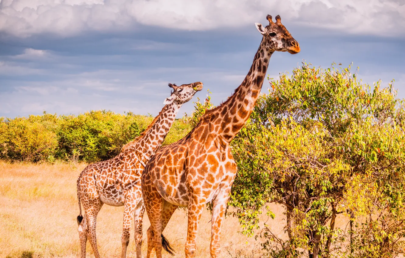 Photo wallpaper the sky, clouds, trees, nature, glade, foliage, two, plant