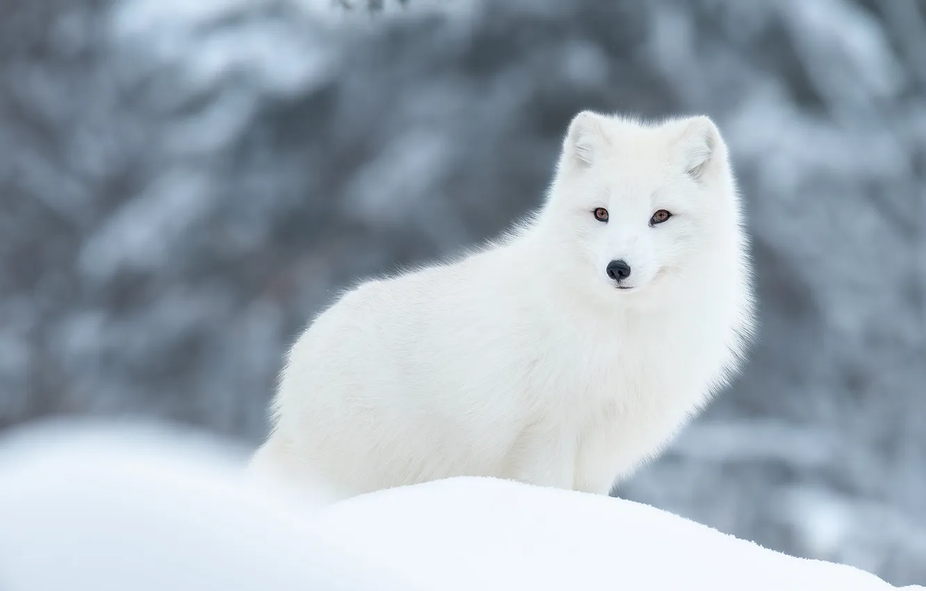 Photo wallpaper winter, white, look, snow, nature, pose, the snow, grey background