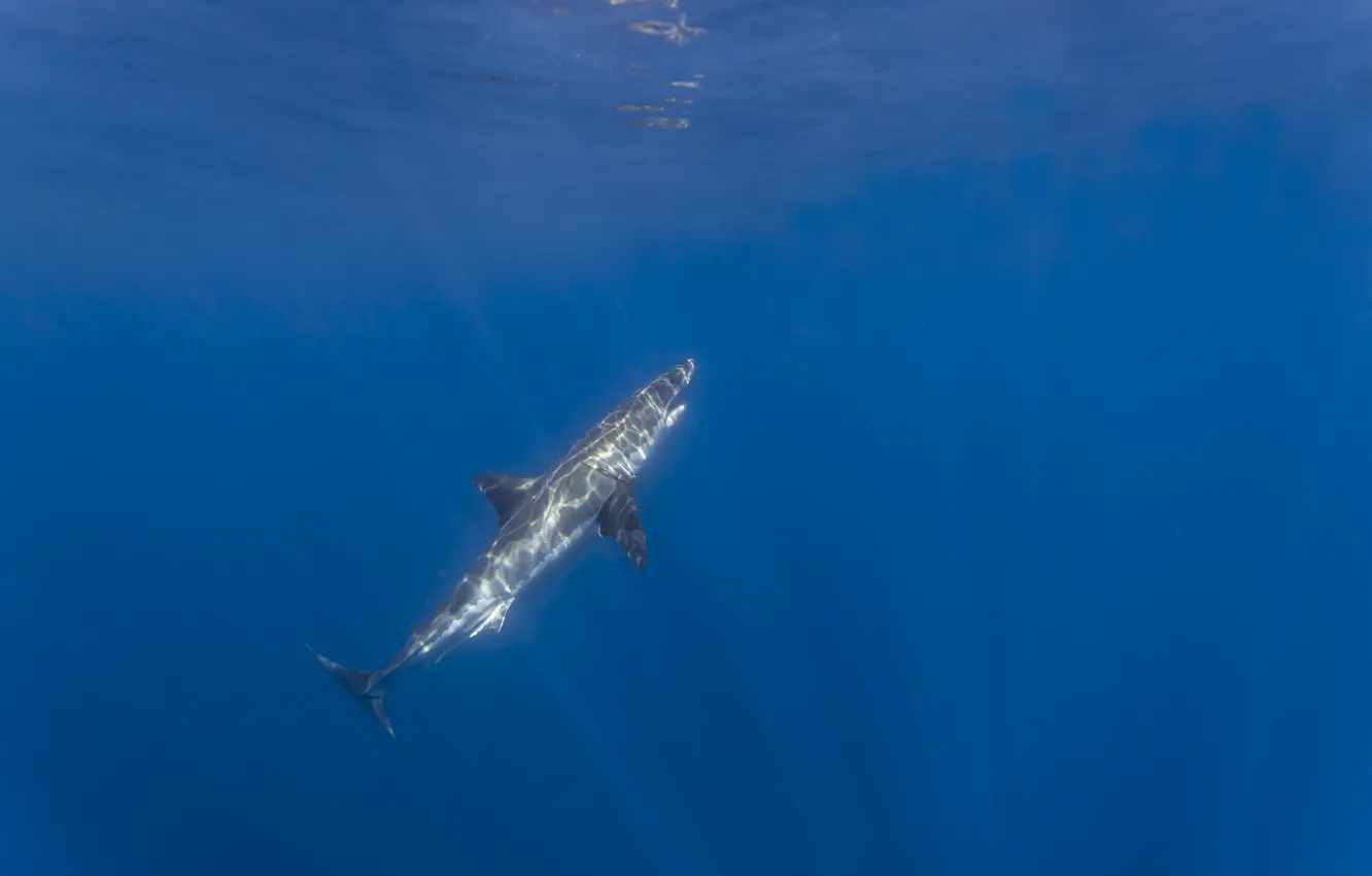 Photo wallpaper light, reflection, shark, underwater, white shark