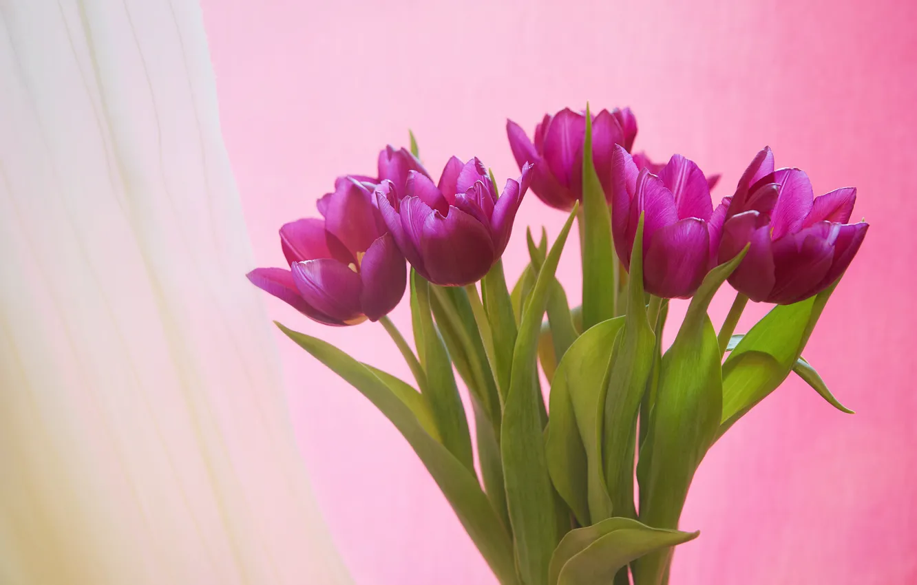 Photo wallpaper background, bouquet, tulips, Alexey Nazarov