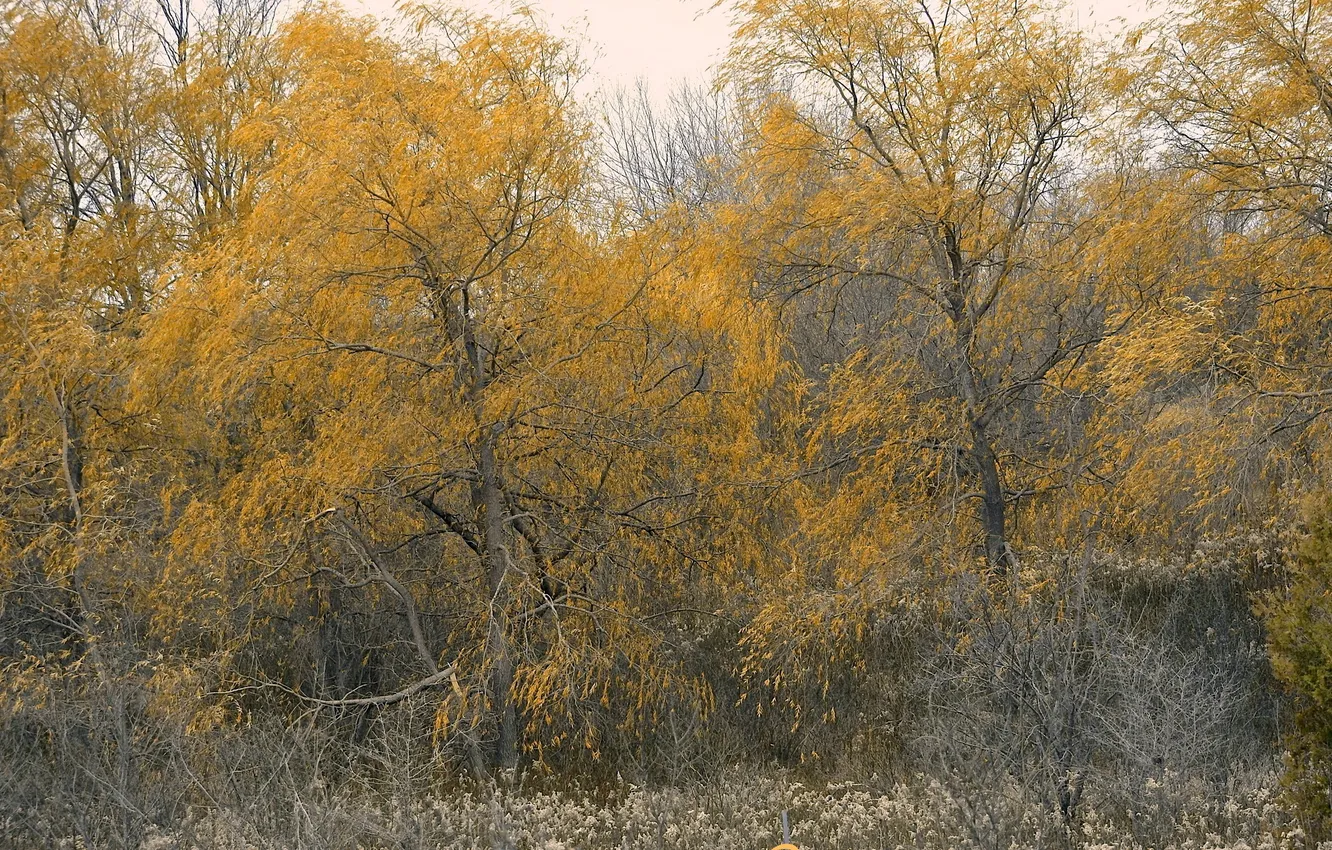 Photo wallpaper autumn, trees, nature