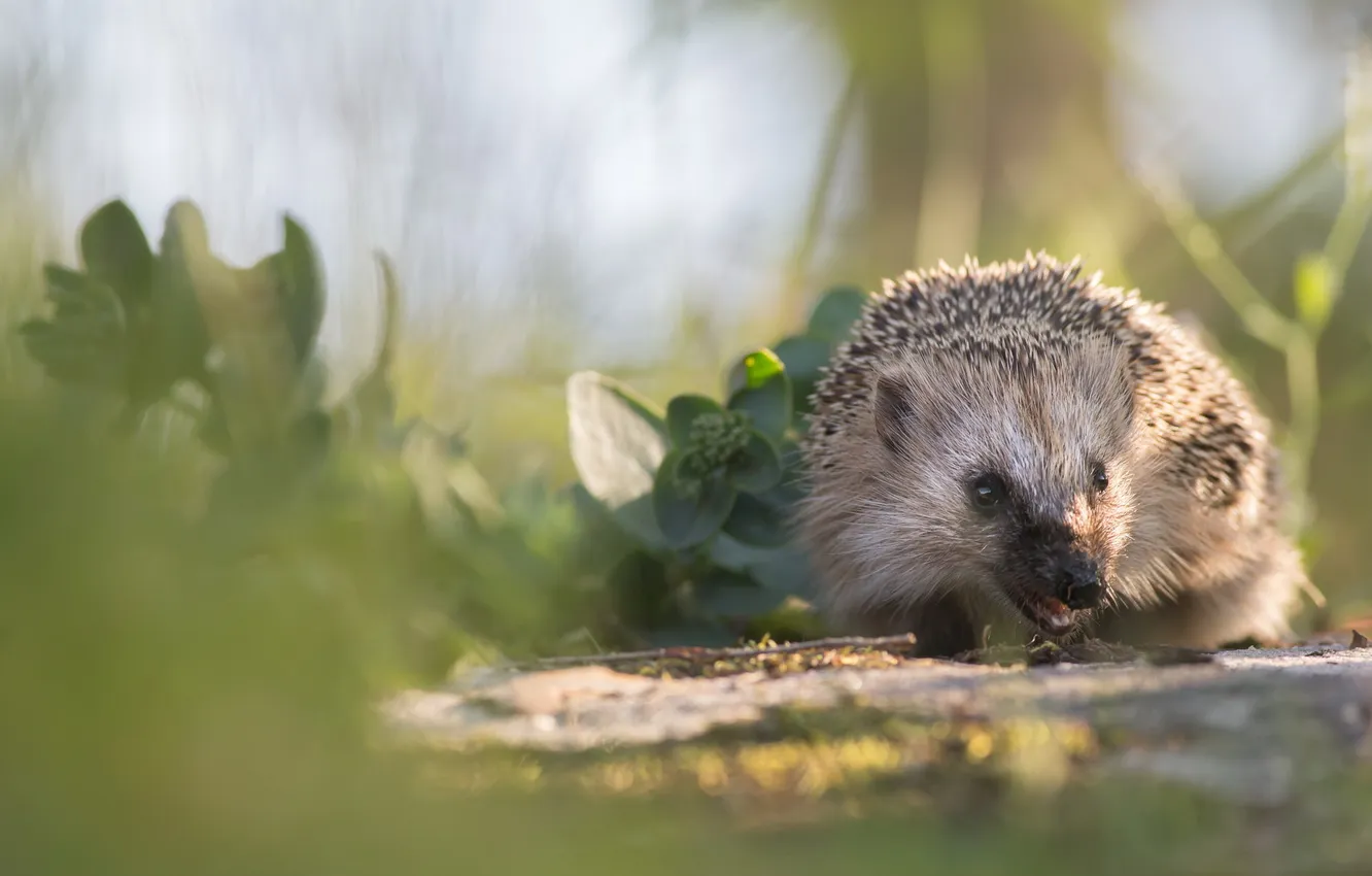 Photo wallpaper nature, background