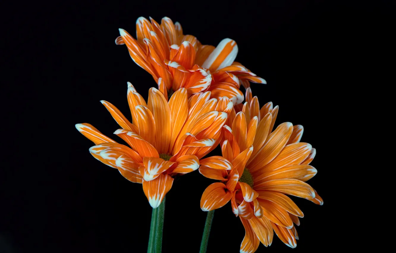 Photo wallpaper background, paint, bouquet, petals, stem