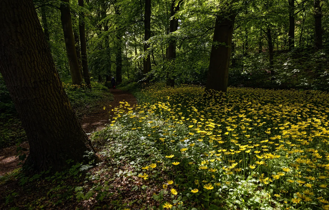 Photo wallpaper forest, trees, flowers, chamomile, path