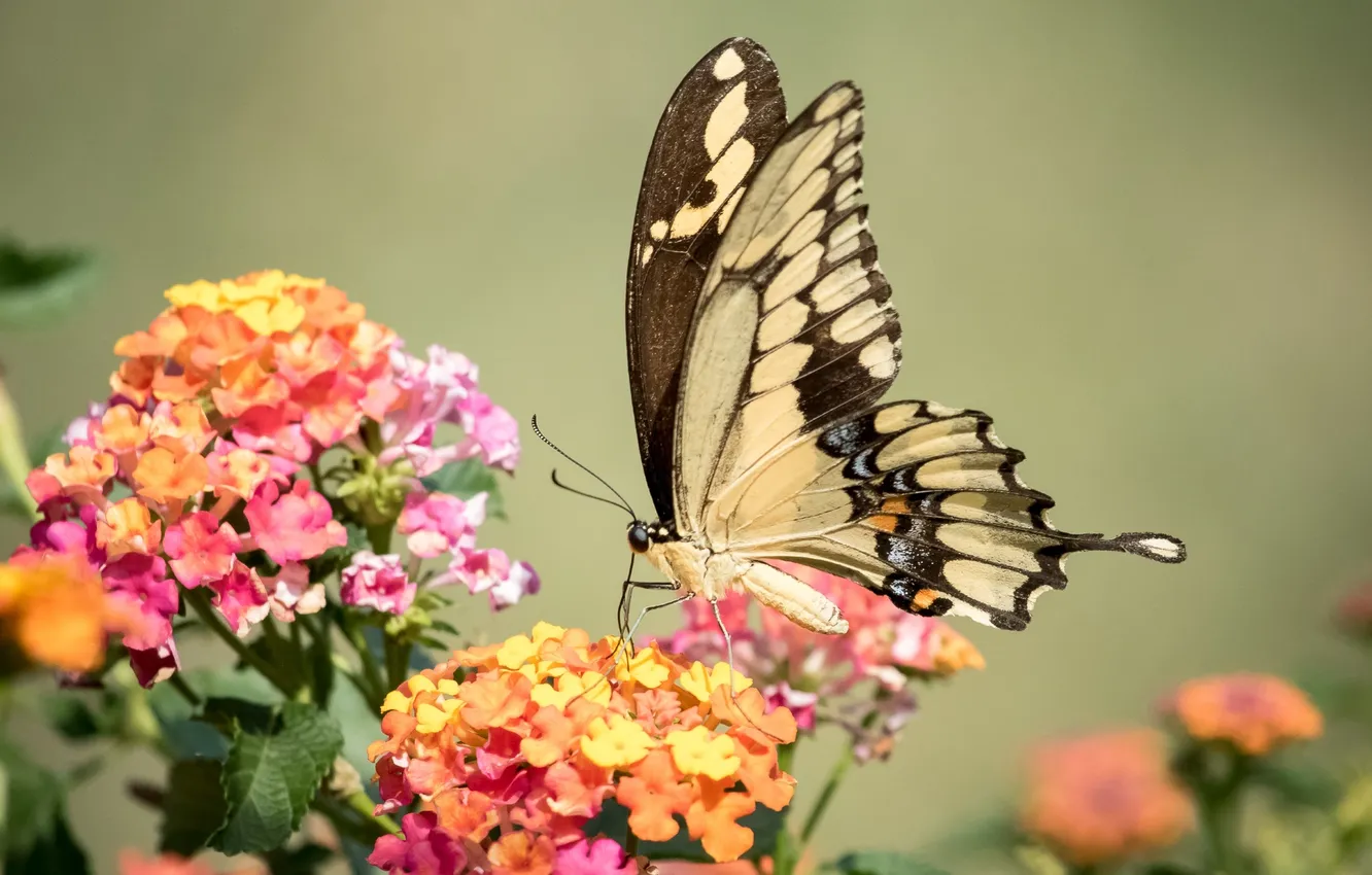 Photo wallpaper butterfly, wings, swallowtail