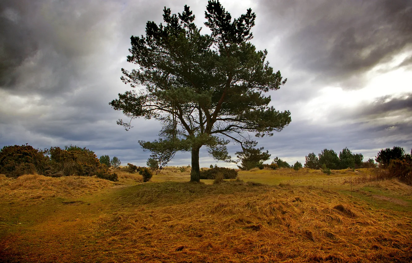 Photo wallpaper the sky, grass, clouds, trees, hills, Scotland