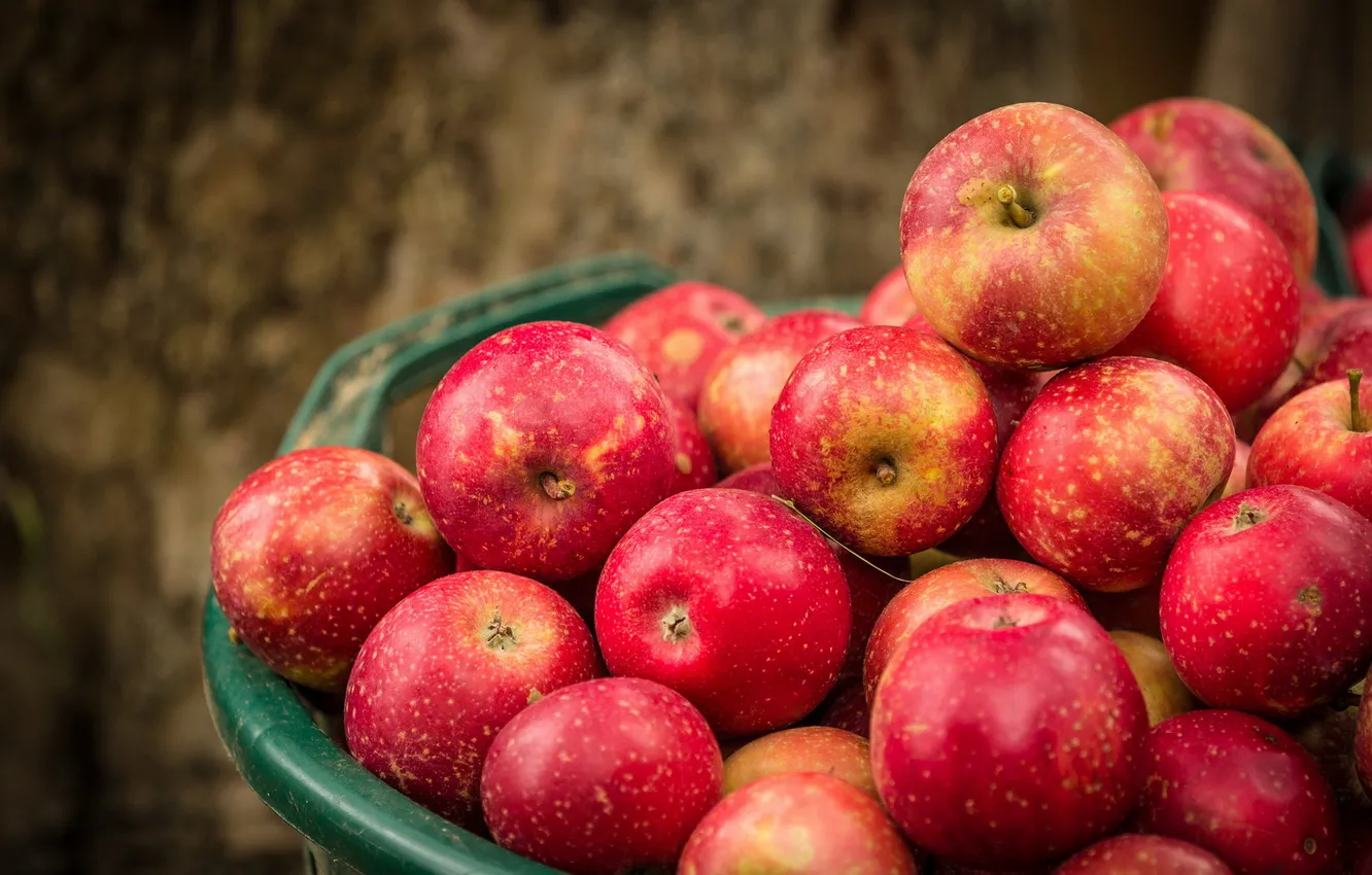 Photo wallpaper autumn, nature, apples