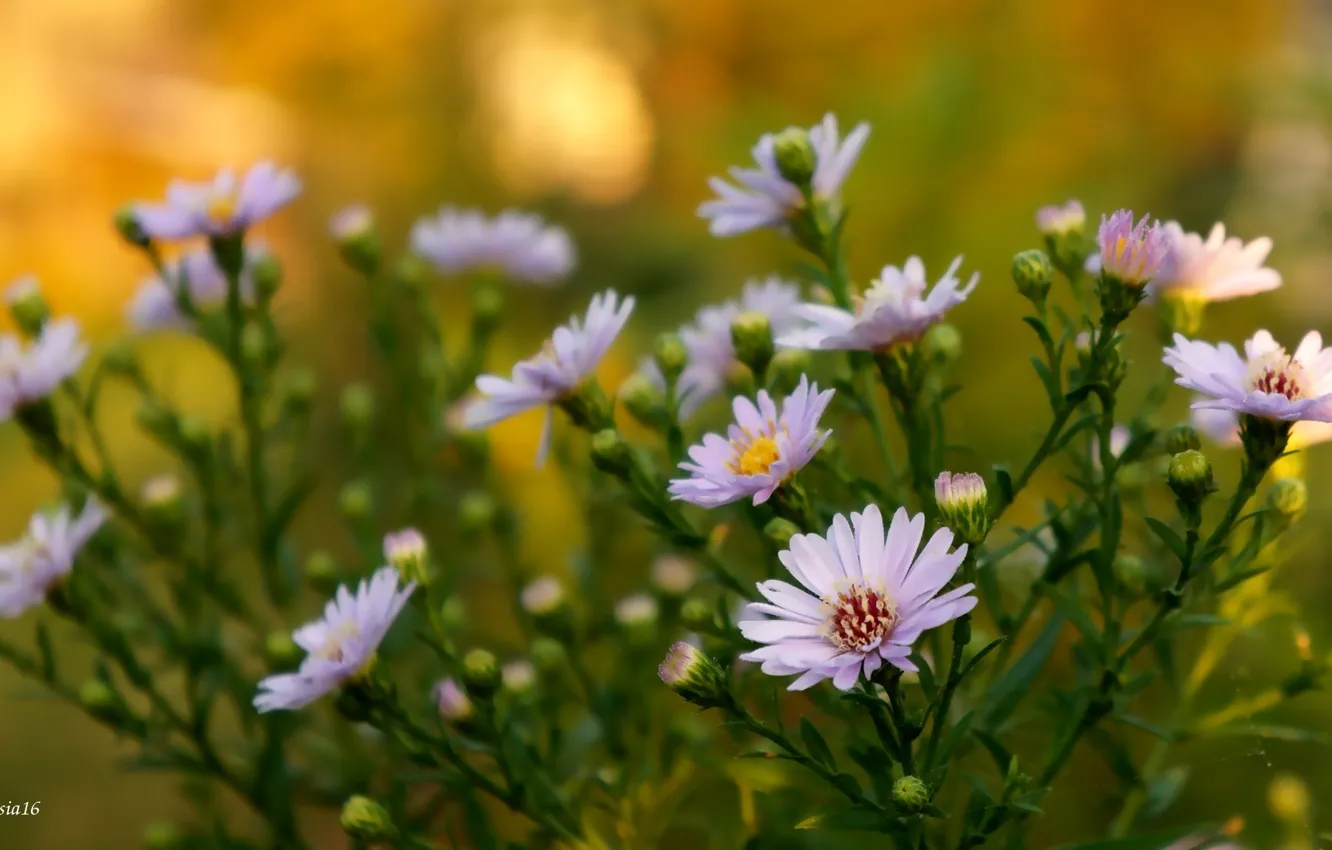 Photo wallpaper flower, autumn, blooming, aster