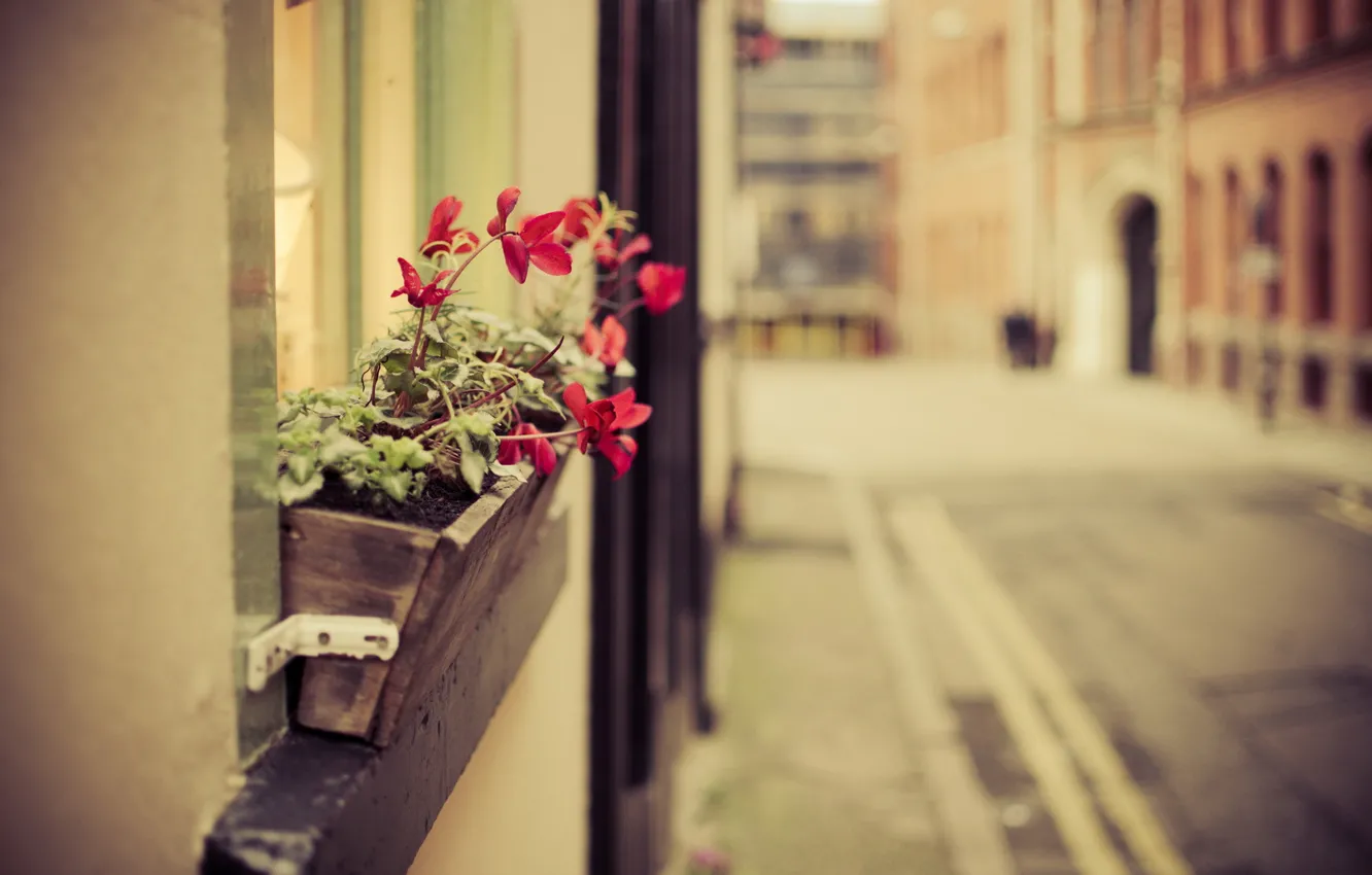 Photo wallpaper flowers, the city, street