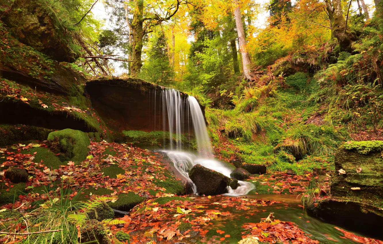 Photo wallpaper autumn, forest, leaves, waterfall, Germany, Germany, Baden-Württemberg, Baden-Württemberg