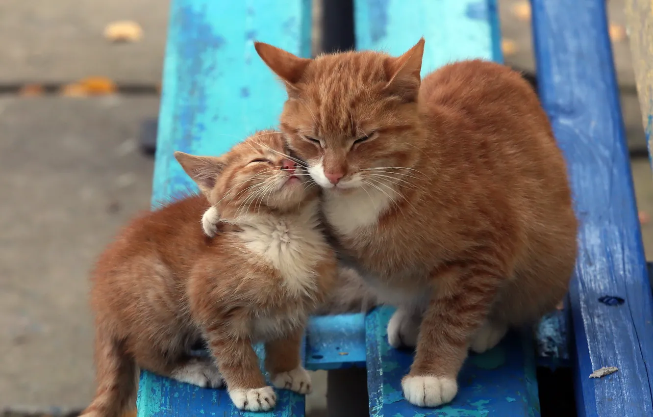 Photo wallpaper cat, background, bench