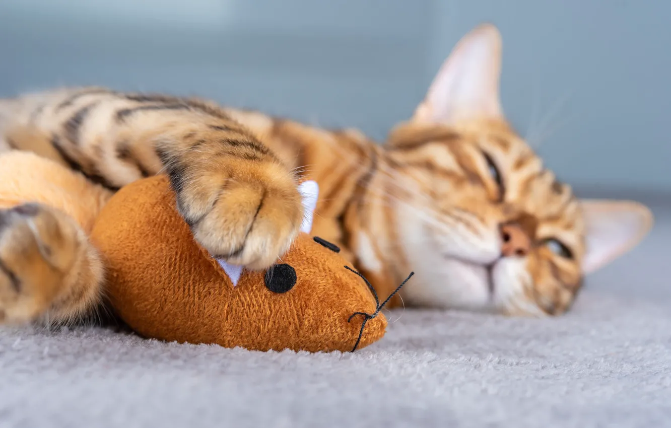 Photo wallpaper cat, cat, toy, mouse, mouse, sleeping, lies, bokeh