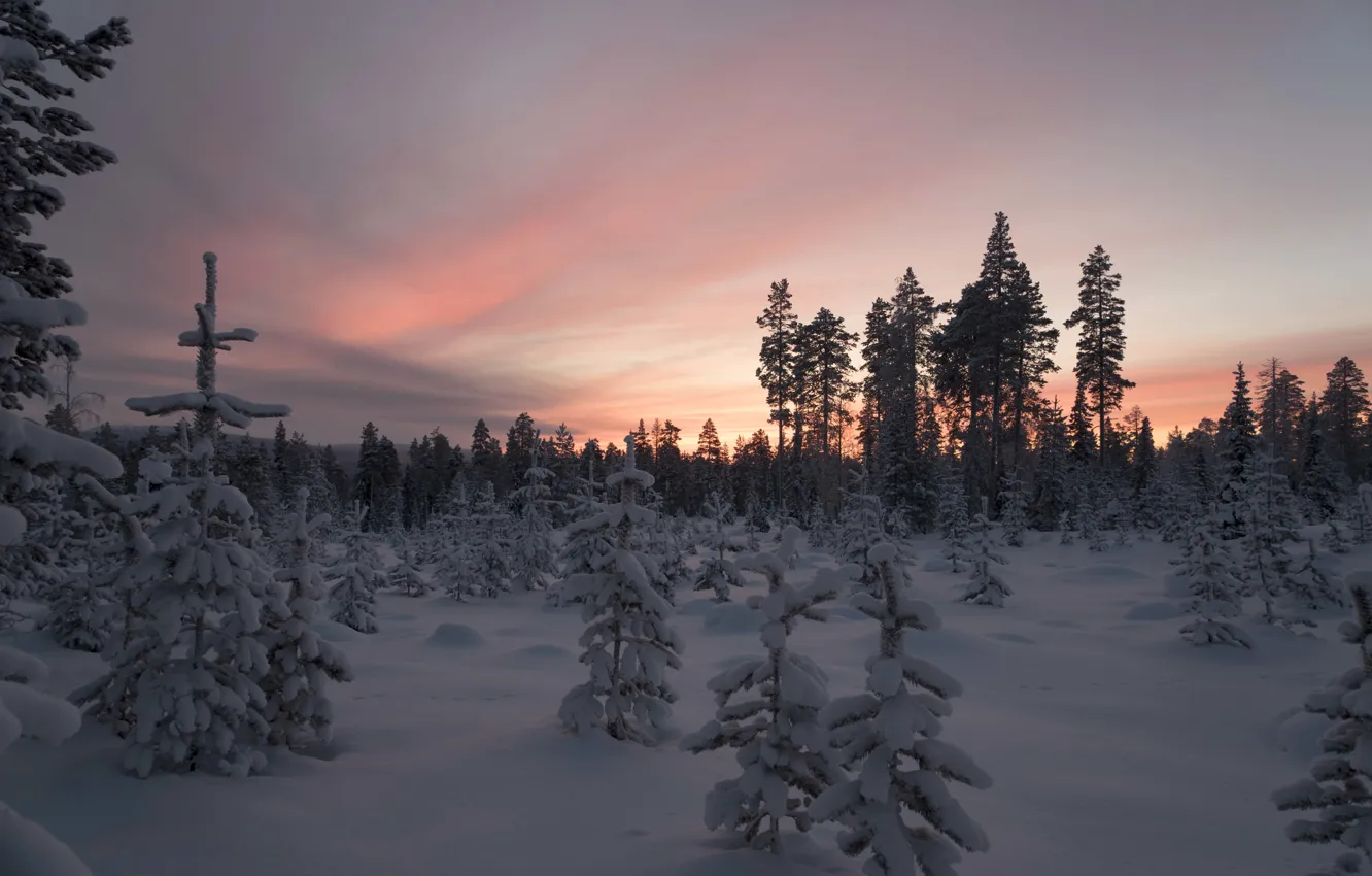 Photo wallpaper winter, forest, snow, trees, sunset, Finland, Lapland