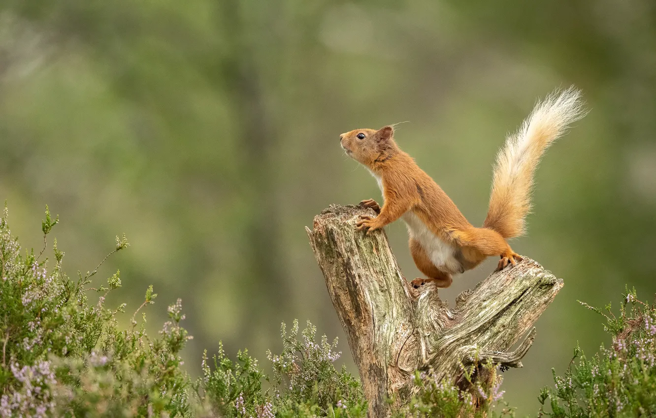 Photo wallpaper summer, grass, look, nature, pose, stump, protein, stump