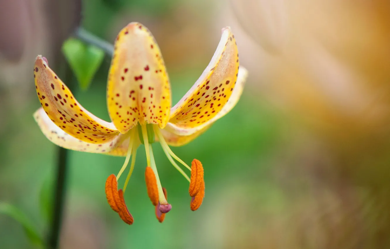 Photo wallpaper macro, nature, Lily, petals, stamens