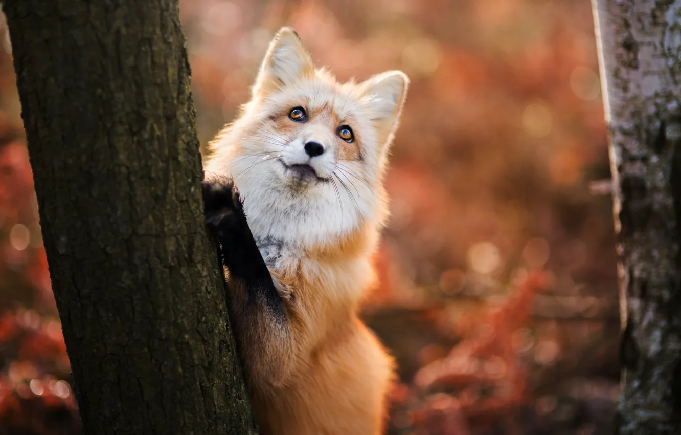 Photo wallpaper autumn, tree, Fox, Fox