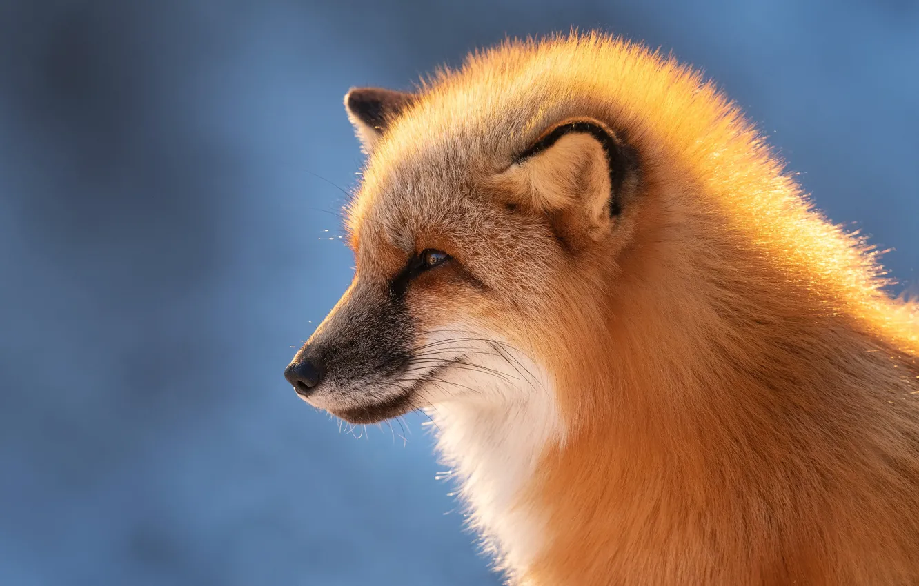 Photo wallpaper face, background, portrait, Fox, profile, red