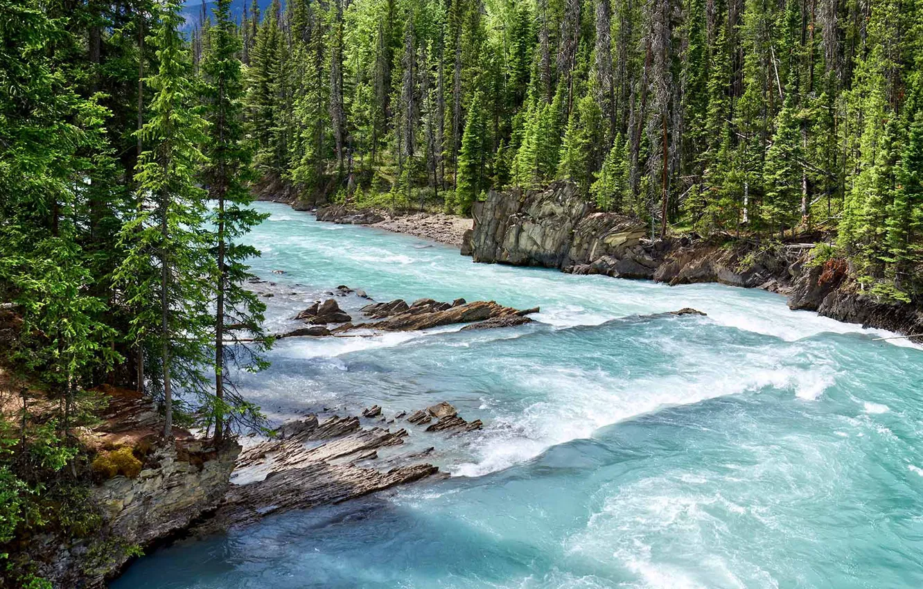 Photo wallpaper forest, Canada, Kicking Horse River, Yoho national Park, Kicking Horse