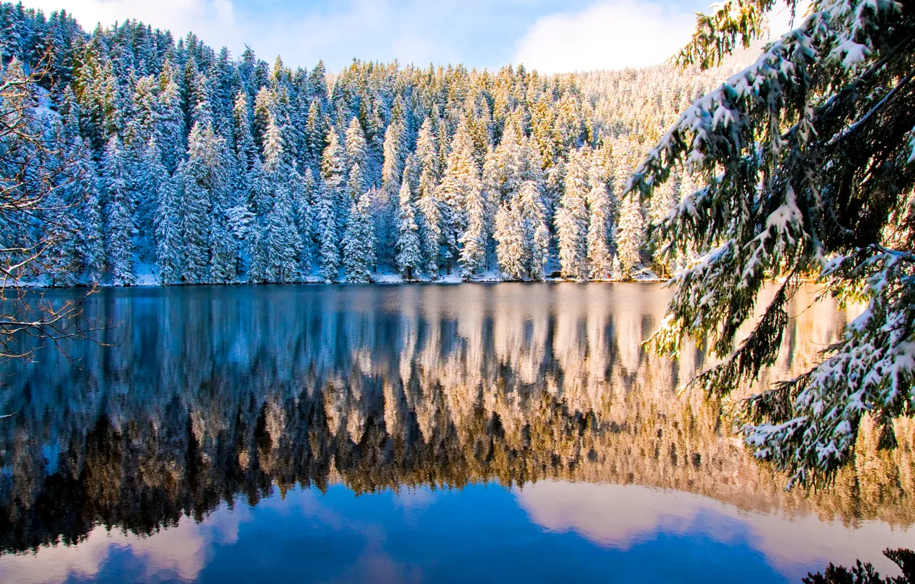 Photo wallpaper winter, forest, the sky, snow, trees, lake, spruce