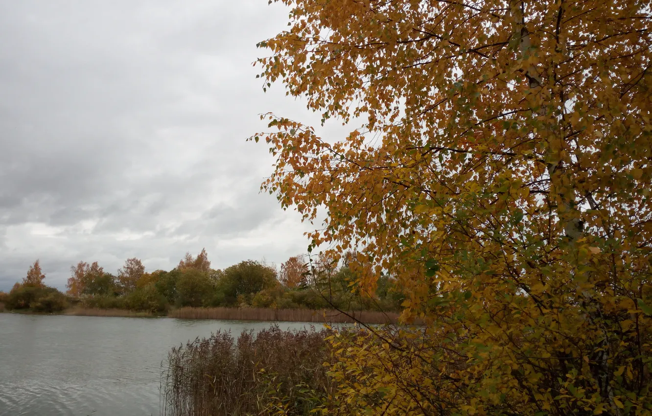 Photo wallpaper autumn, trees, lake, birch