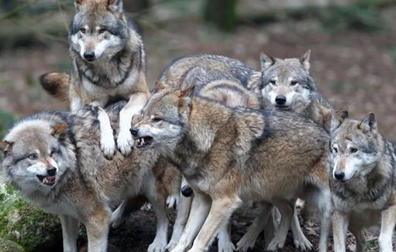 Photo wallpaper animals, wild, pugnacious, feathering, ......Pack Of Wolves