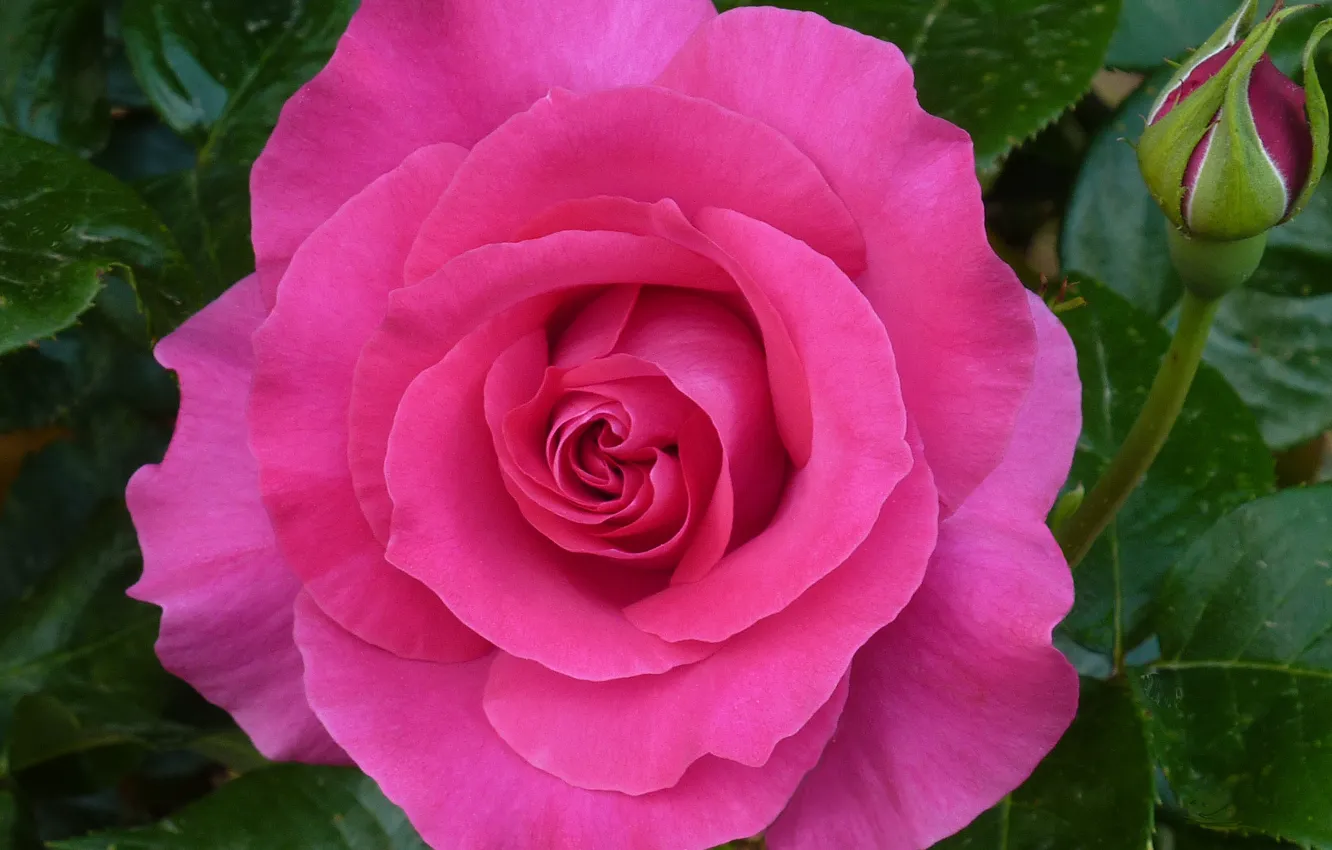 Photo wallpaper Flower, Pink rose, Pink rose