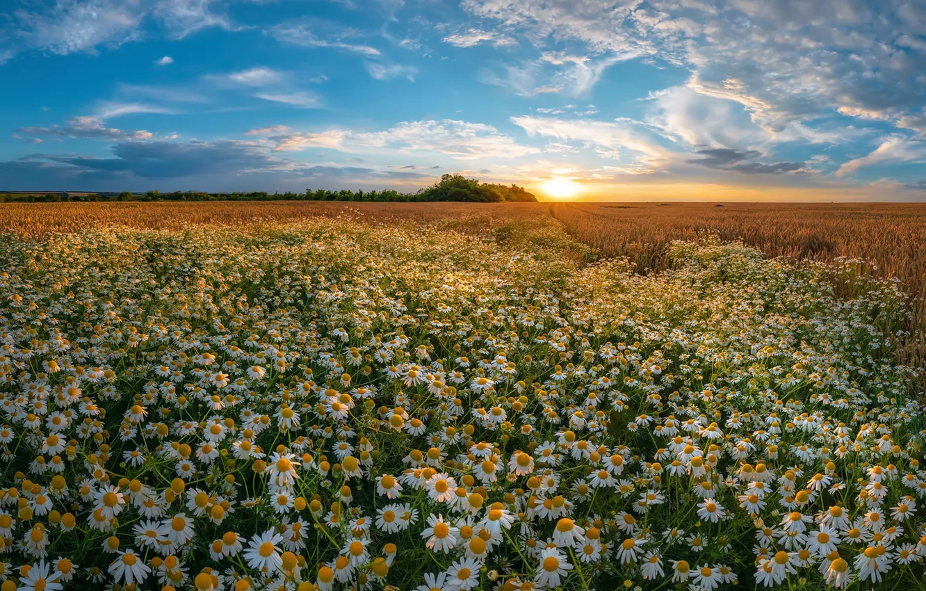Photo wallpaper field, summer, flowers, chamomile, meadow, chamomile field