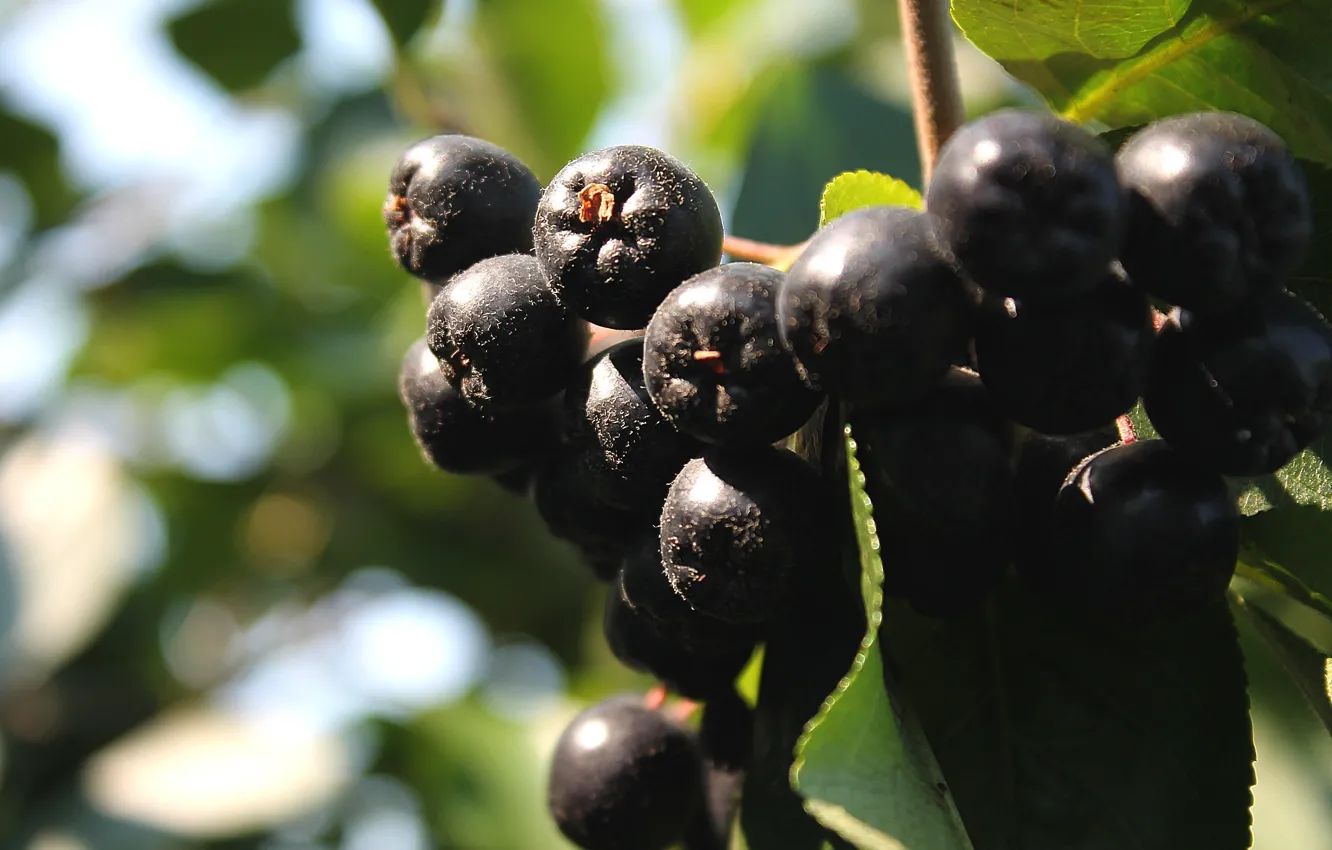 Photo wallpaper bunch, Rowan, Aronia, Aronia
