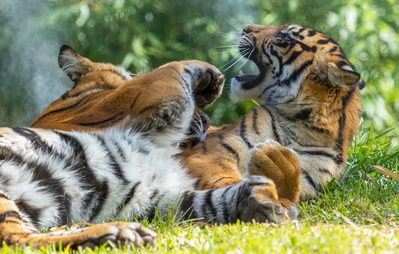 Photo wallpaper tiger, pose, each, the game, two, paws, pair, lies