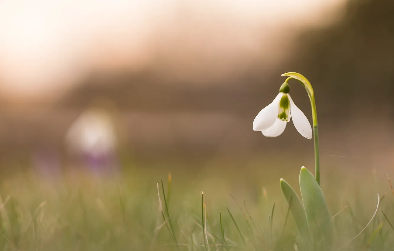 Photo wallpaper flowers, nature, background, snowdrops