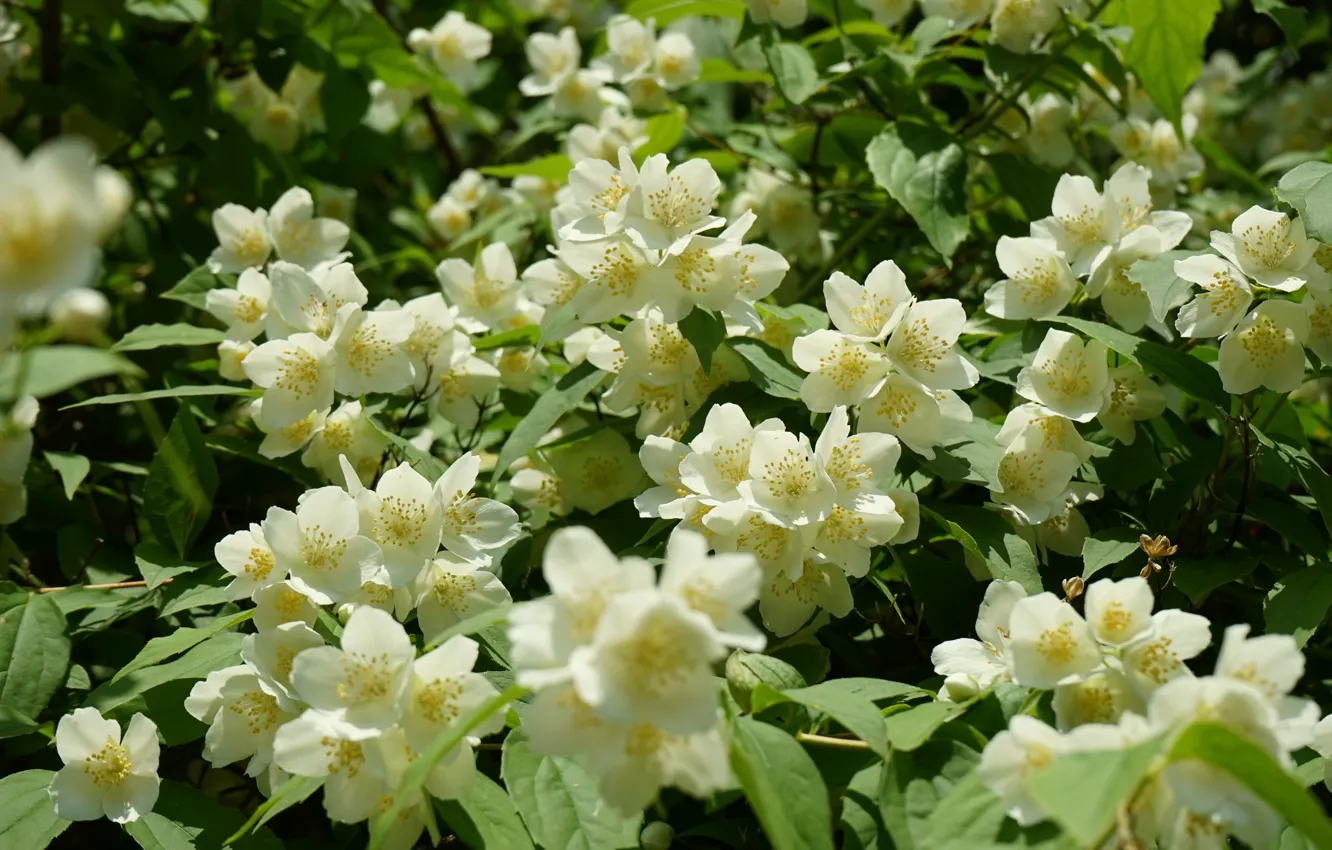 Photo wallpaper flowers, white, flowering, the bushes, Mock orange