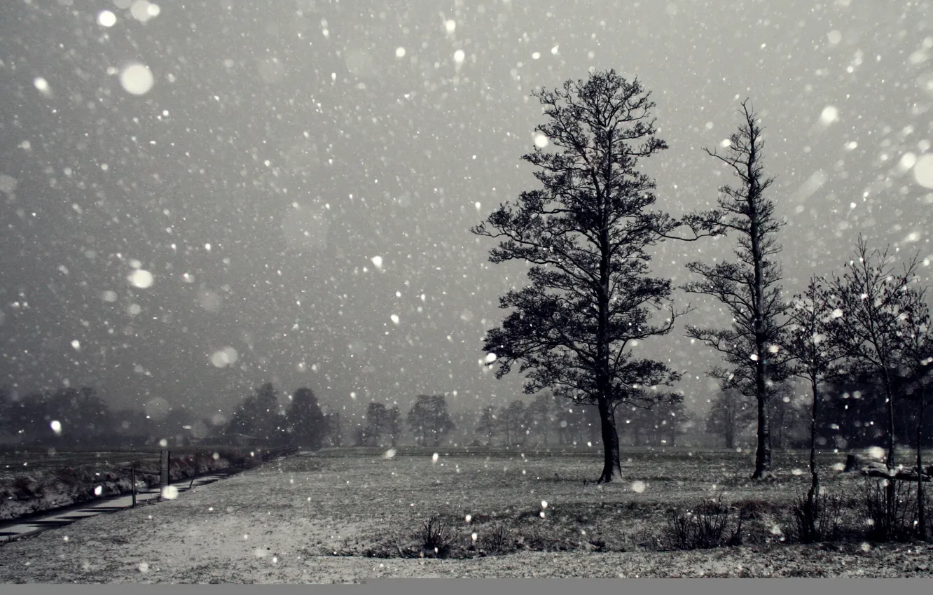 Photo wallpaper winter, trees, photo, black and white, snowfall