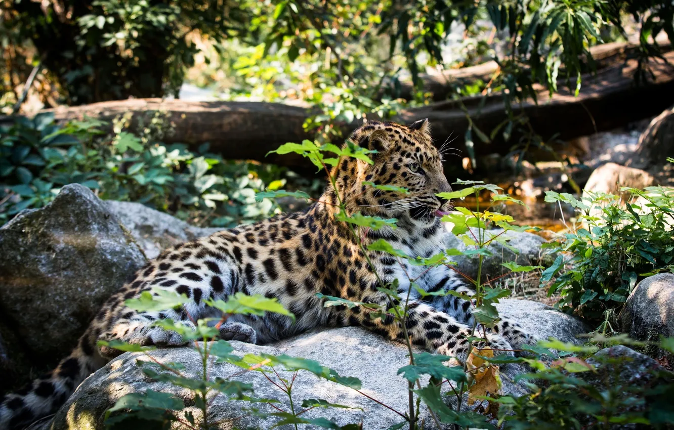 Photo wallpaper thickets, stay, predator, lies, wild cat, the Amur leopard