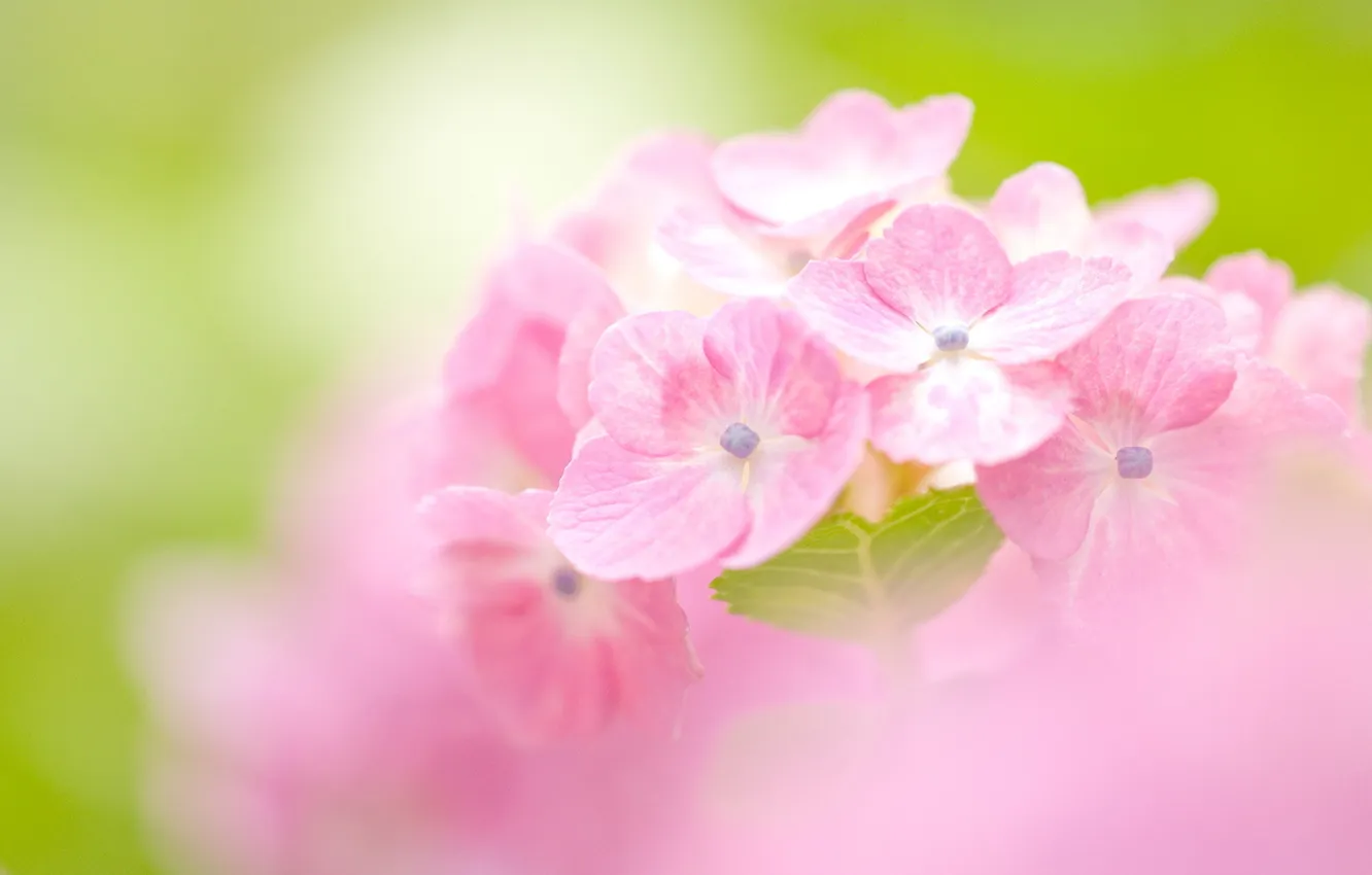 Photo wallpaper flowers, blur, pink, hydrangea