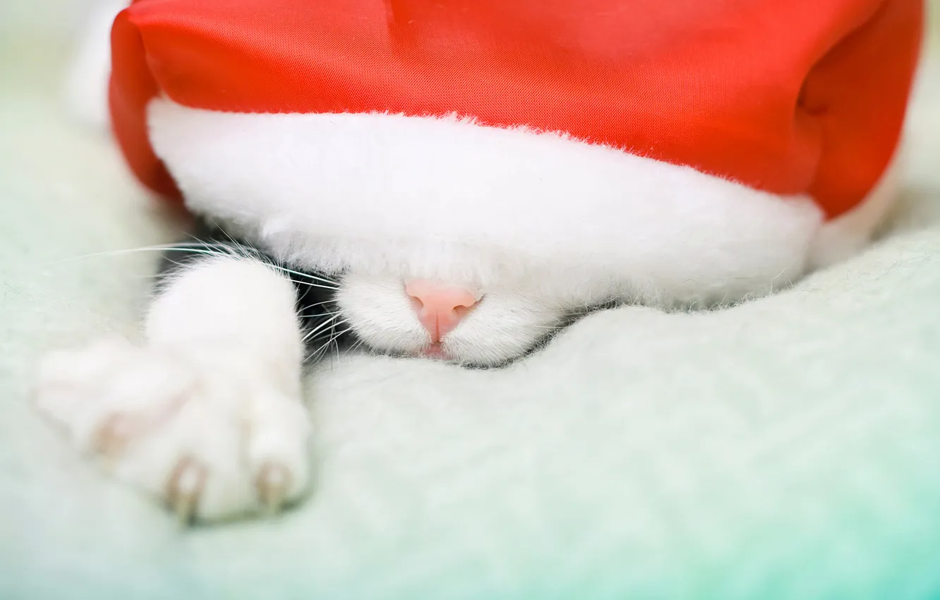 Photo wallpaper mustache, legs, claws, kitty, cap