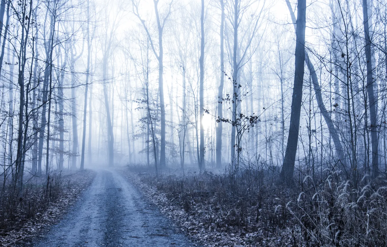 Photo wallpaper road, forest, fog
