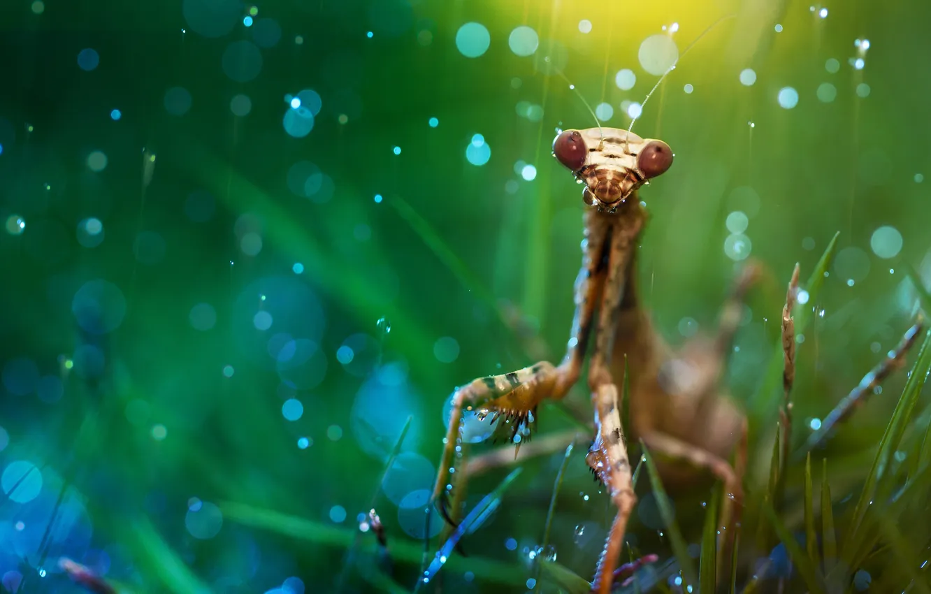 Photo wallpaper grass, macro, rain, mantis, bokeh