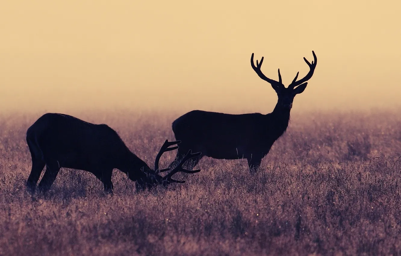 Photo wallpaper frost, grass, deer