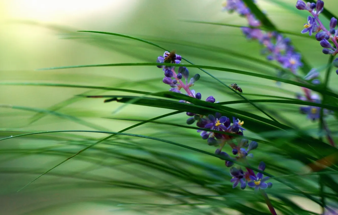 Photo wallpaper greens, grass, macro, flowers, blur