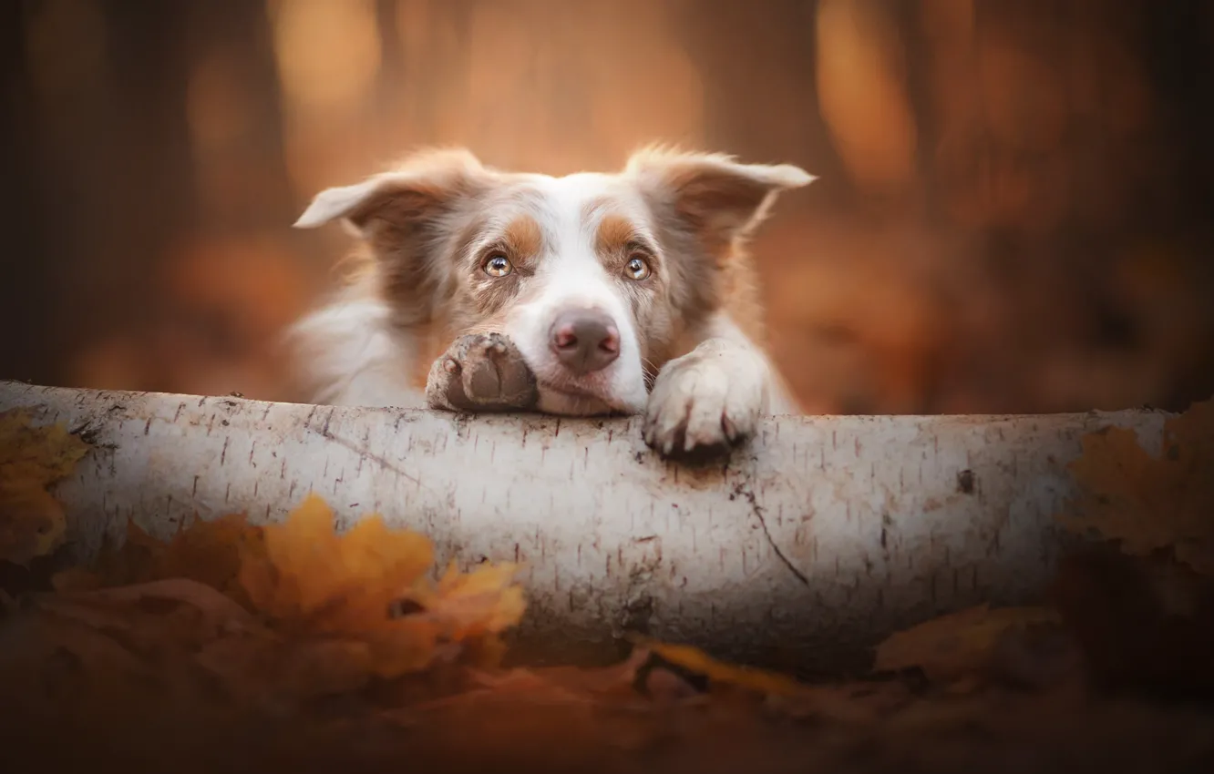 Photo wallpaper look, face, dog, log, bokeh, the border collie