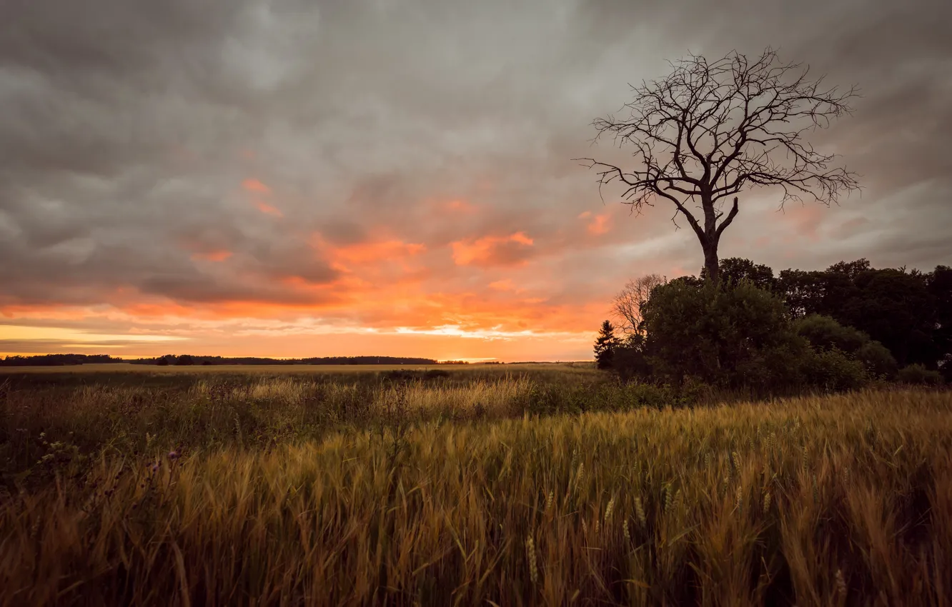 Photo wallpaper trees, sunset, rye, ears