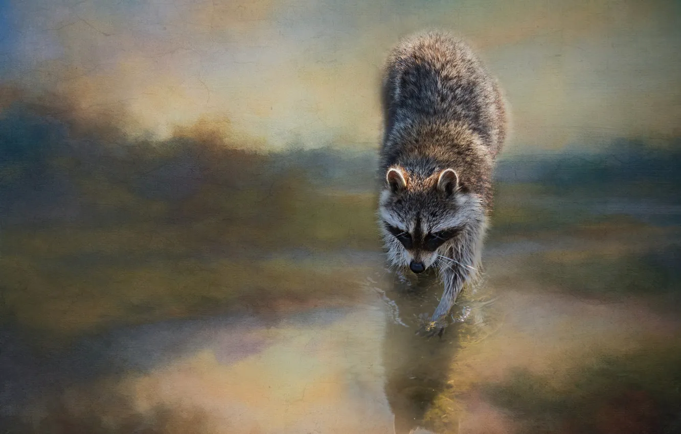 Photo wallpaper water, nature, pose, shore, photoshop, legs, treatment, raccoon