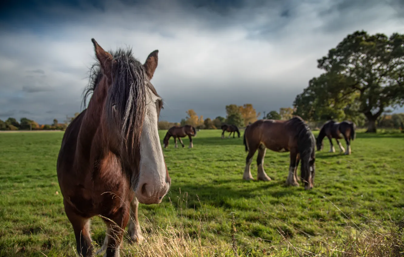 Photo wallpaper field, nature, horses