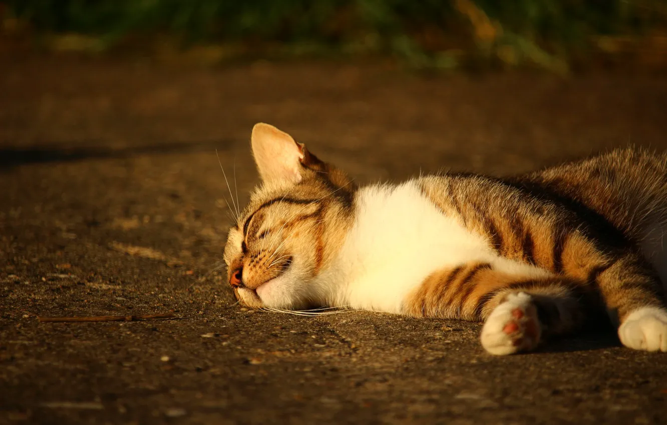 Photo wallpaper cat, blurred background, sleep