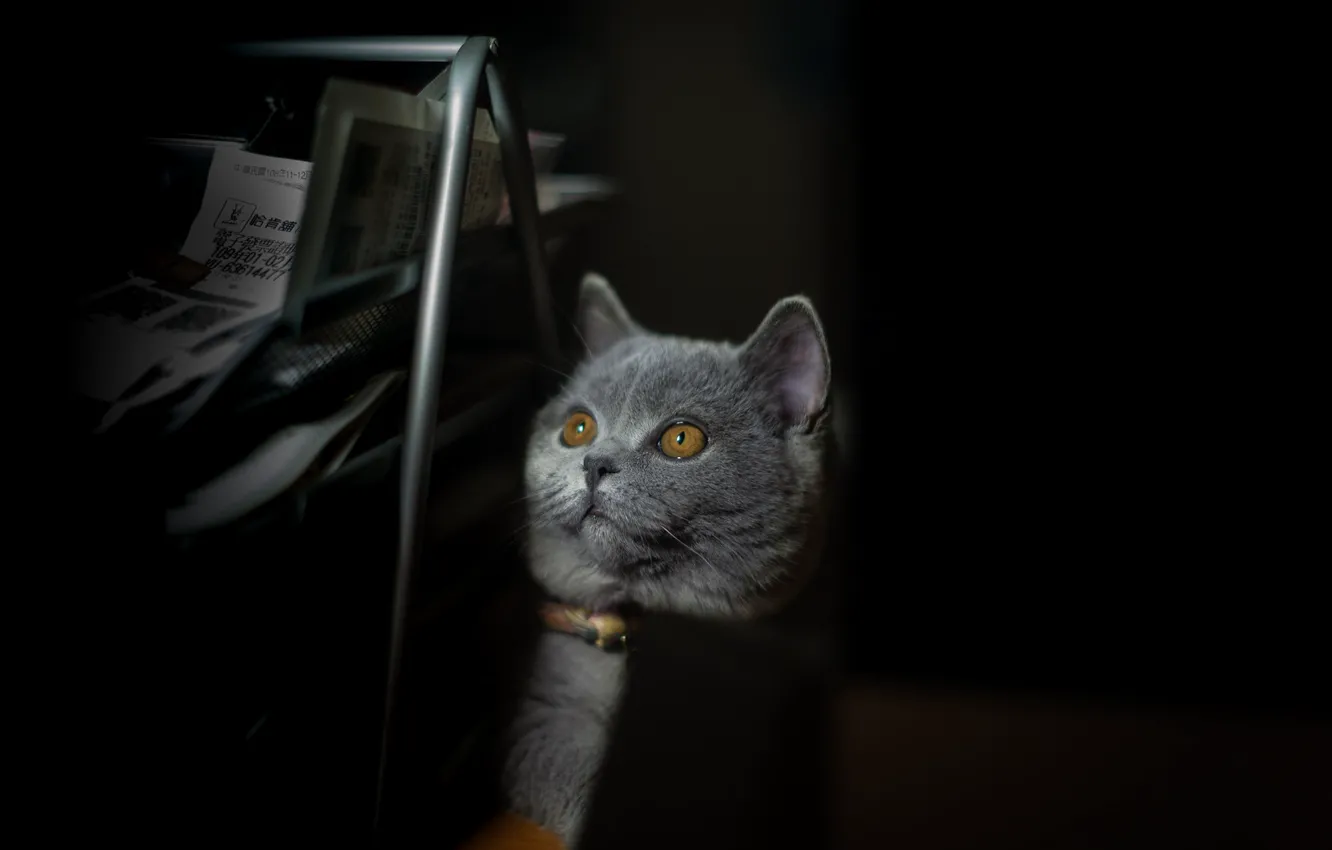 Photo wallpaper cat, cat, look, pose, face