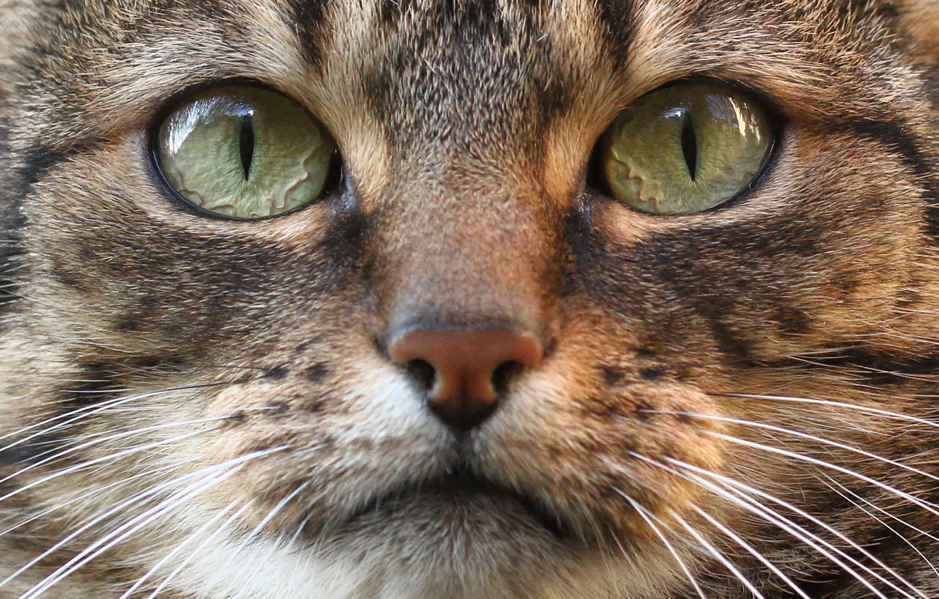 Photo wallpaper cat, eyes, cat, look, muzzle