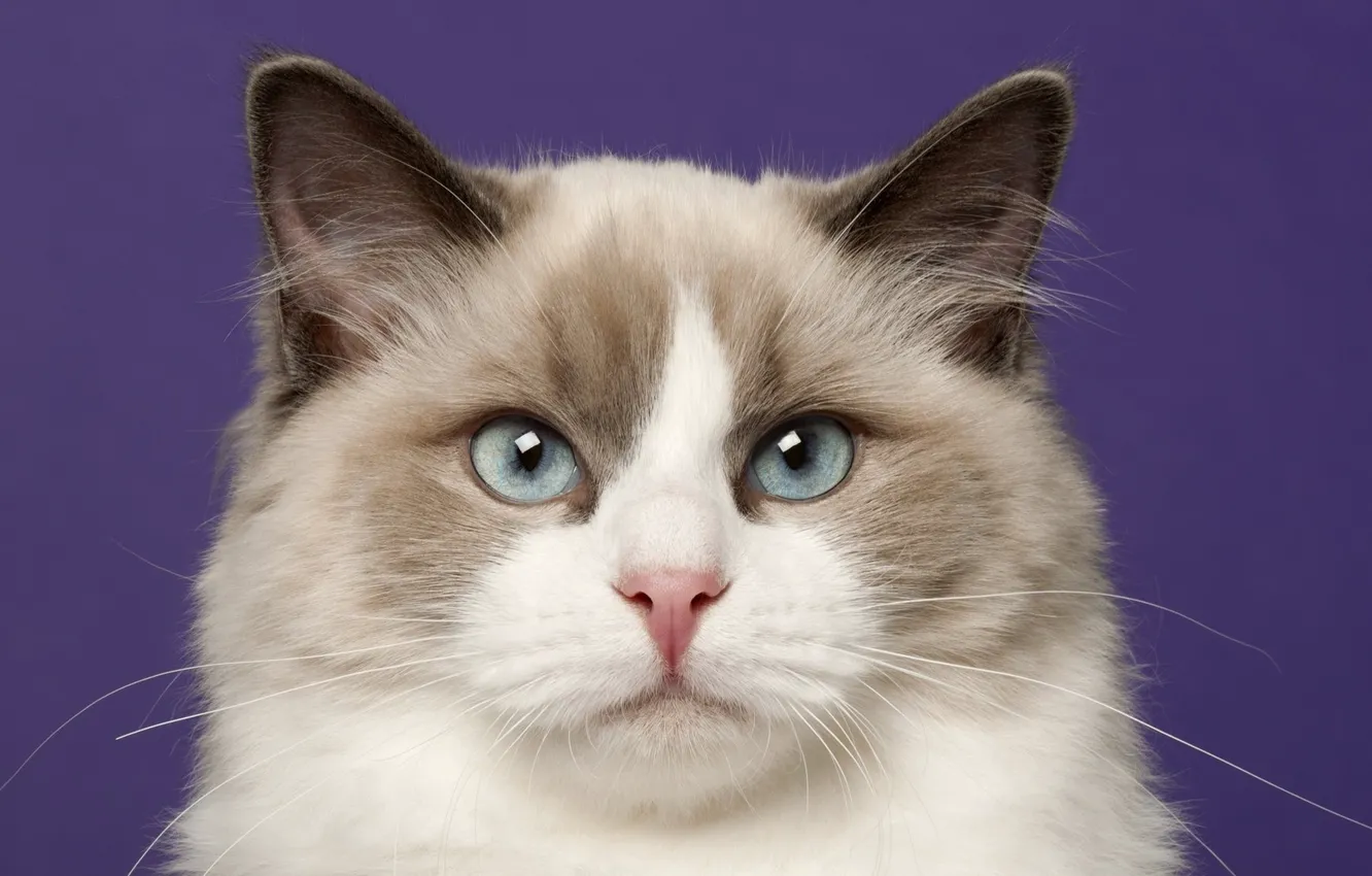 Photo wallpaper cat, cat, portrait, Ragdoll